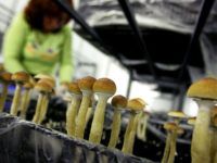 Выращивание грибов в домашних условиях