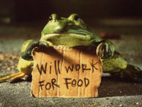 Жаба will work for food