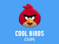 cool-birds-scam-preview